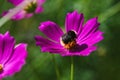 Bumblebee collects nectar on purple cosmos flower Royalty Free Stock Photo