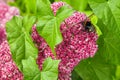 Bumblebee collects nectar on purple sedum in the park Royalty Free Stock Photo