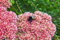 A bumblebee collects nectar on a purple sedum in a summer park Royalty Free Stock Photo