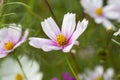 Bumblebee collects nectar on a white cosmos flower. He is followed by a small spider. Macro shot of a bumblebee Royalty Free Stock Photo