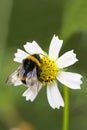 Bumblebee collects nectar on a white cosmos flower. He is followed by a small spider. Macro shot of a bumblebee Royalty Free Stock Photo