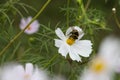 Bumblebee collects nectar on a white cosmos flower. He is followed by a small spider. Macro shot of a bumblebee Royalty Free Stock Photo