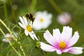 Bumblebee collects nectar on a white cosmos flower. He is followed by a small spider. Macro shot of a bumblebee Royalty Free Stock Photo