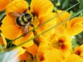 The bumblebee collects nectar on a yellow flower macro Royalty Free Stock Photo