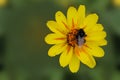 Bumblebee collects nectar on a yellow ziniya flower Tsiniia flower on an isolated green background