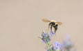 Bumblebee collects pollen from flowers