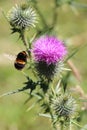 A bumblebee collects pollen of the thistle flower Royalty Free Stock Photo