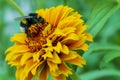 Bumblebee collects pollen on a yellow flower