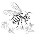 Bumblebee Coloring Page For Kids