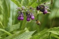 Bumblebee coloured comfrey blossom, on a meadow flies mauve, violet