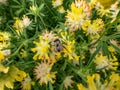 A bumblebee on the common kidneyvetch or woundwort (Anthyllis vulneraria) growing in a meadow and blooming with Royalty Free Stock Photo