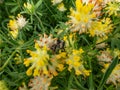 A bumblebee on the common kidneyvetch or woundwort (Anthyllis vulneraria) growing in a meadow and blooming with Royalty Free Stock Photo