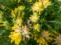 A bumblebee on the common kidneyvetch or woundwort (Anthyllis vulneraria) growing in a meadow and blooming with Royalty Free Stock Photo