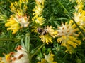 A bumblebee on the common kidneyvetch or woundwort (Anthyllis vulneraria) growing in a meadow and blooming with Royalty Free Stock Photo