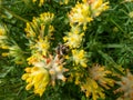 A bumblebee on the common kidneyvetch or woundwort (Anthyllis vulneraria) growing in a meadow Royalty Free Stock Photo