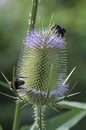 Bumblebee on a common teasel Royalty Free Stock Photo