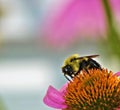 Bumblebee on a coneflowerwith a twinkle Royalty Free Stock Photo
