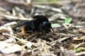 Bumblebee in cool pose rider Royalty Free Stock Photo