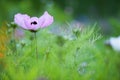 Bumblebee on Cosmos flower Royalty Free Stock Photo