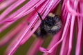 Bumblebee covered with dew, sleeps on the aster flower