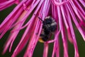 Bumblebee covered with dew, sleeps on the aster flower