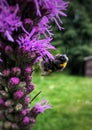 Bumblebee covered with pollen