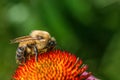 A bumblebee covered in pollen is busy collecting nectar