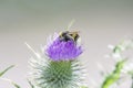 Bumblebee covered with pollen collecting nectar from thistle flo