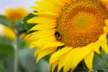 A bumblebee covered in pollen and collecting nectar from a yellow sunflower. Royalty Free Stock Photo