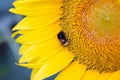 A bumblebee covered in pollen and collecting nectar from a yellow sunflower. Royalty Free Stock Photo