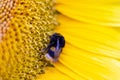 A bumblebee covered in pollen and collecting nectar from a yellow sunflower. Royalty Free Stock Photo