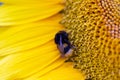 A bumblebee covered in pollen and collecting nectar from a yellow sunflower. Royalty Free Stock Photo