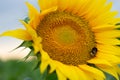 A bumblebee covered in pollen and collecting nectar from a yellow sunflower. Royalty Free Stock Photo