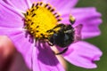 Bumblebee covered in Pollen on a cosmos flower