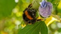 Bumblebee covered in pollen sitting on a purple flower