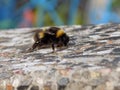 A bumblebee crawling on the granite stone