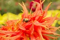 Bumblebee crawling over Orange Dahlia