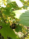 Bumblebee on currant flowers and cherry flowers. Royalty Free Stock Photo