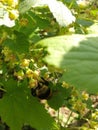 Bumblebee on currant flowers and cherry flowers. Royalty Free Stock Photo