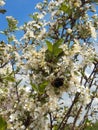 Bumblebee on currant flowers and cherry flowers. Royalty Free Stock Photo