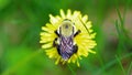 Čmeliak v púpava krásny unikátny hmyz na z kvetina 