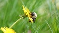 Bumblebee in a dandelion, beautiful unique yellow insect on top of a flower. Royalty Free Stock Photo