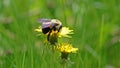 Bumblebee in a dandelion, beautiful unique yellow insect on top of a flower. Royalty Free Stock Photo