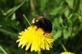 Bumblebee on a dandelion
