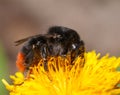 Bumblebee on dandelion Royalty Free Stock Photo