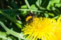 Bumblebee on a dandelion portrait macro with bokeh background, selective focus, shallow DOF