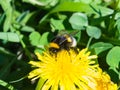 Bumblebee on a dandelion portrait macro with bokeh background, selective focus, shallow DOF