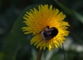 Bumblebee on a dandelion