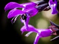 Bumblebee Deep Inside Purple Salvia Flower