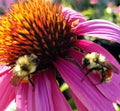 Bumblebee Double Vision Royalty Free Stock Photo